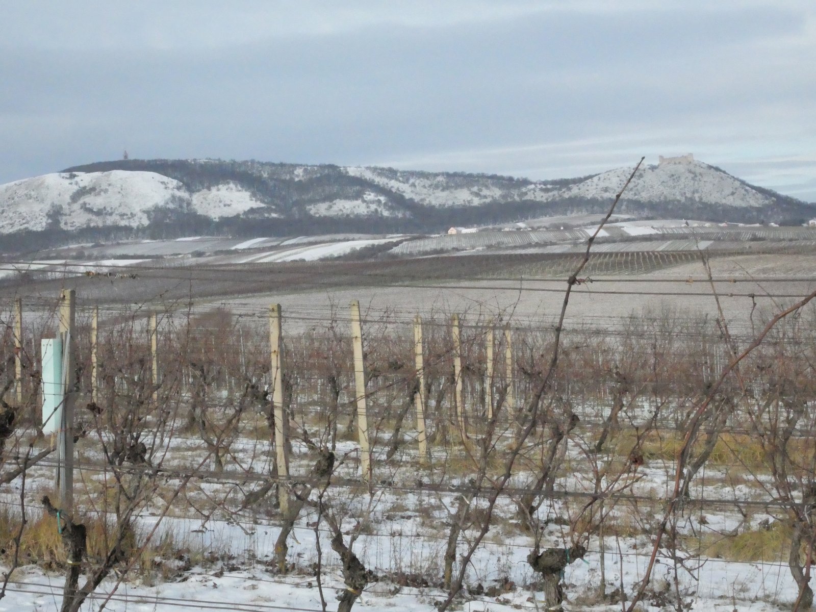 Prodej 2/5 úrodné vinice v malebné lokalitě mezi obcemi Pavlov a Milovice. - Obrázek 4