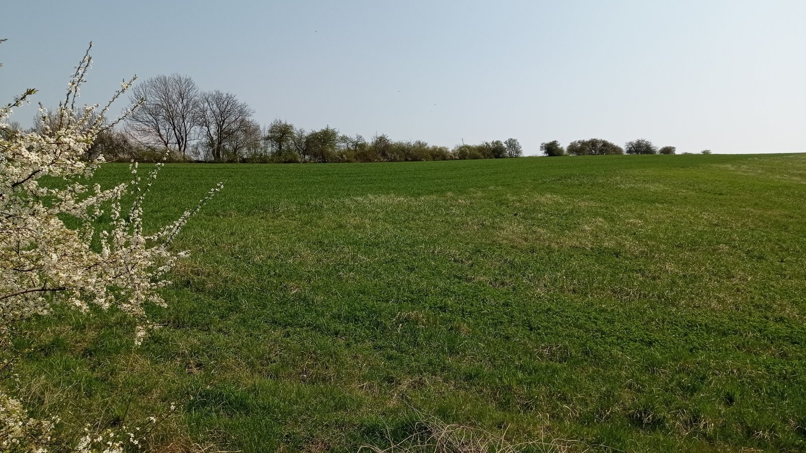 Prodej vinic v atraktivních lokalitách v obci Velké Němčice - Obrázek 4