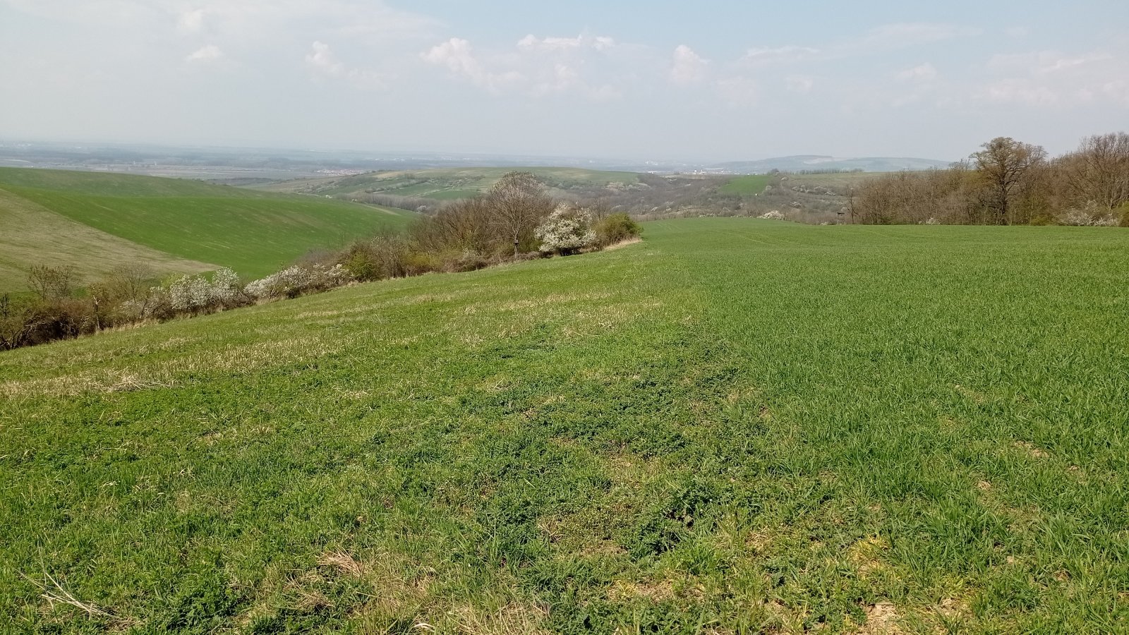 Prodej vinic v atraktivních lokalitách v obci Velké Němčice - Obrázek 6