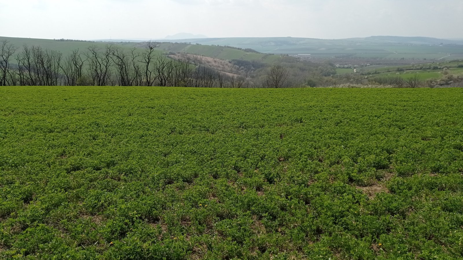Prodej vinic v atraktivních lokalitách v obci Velké Němčice - Obrázek 8