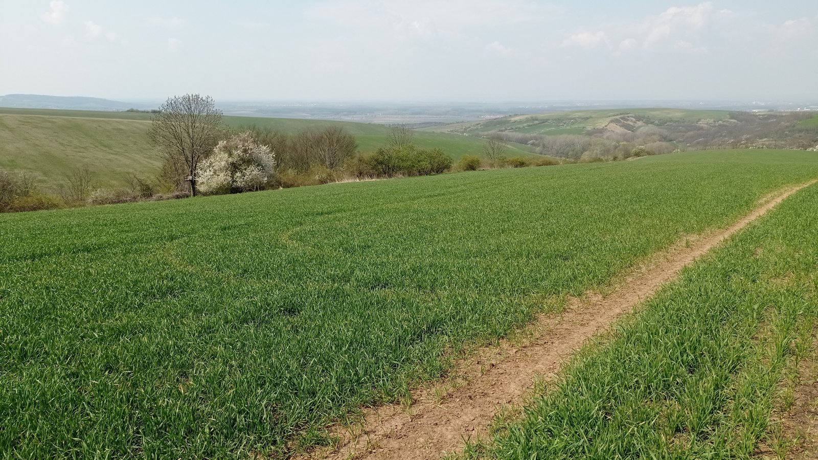Prodej vinic v atraktivních lokalitách v obci Velké Němčice - Obrázek 7