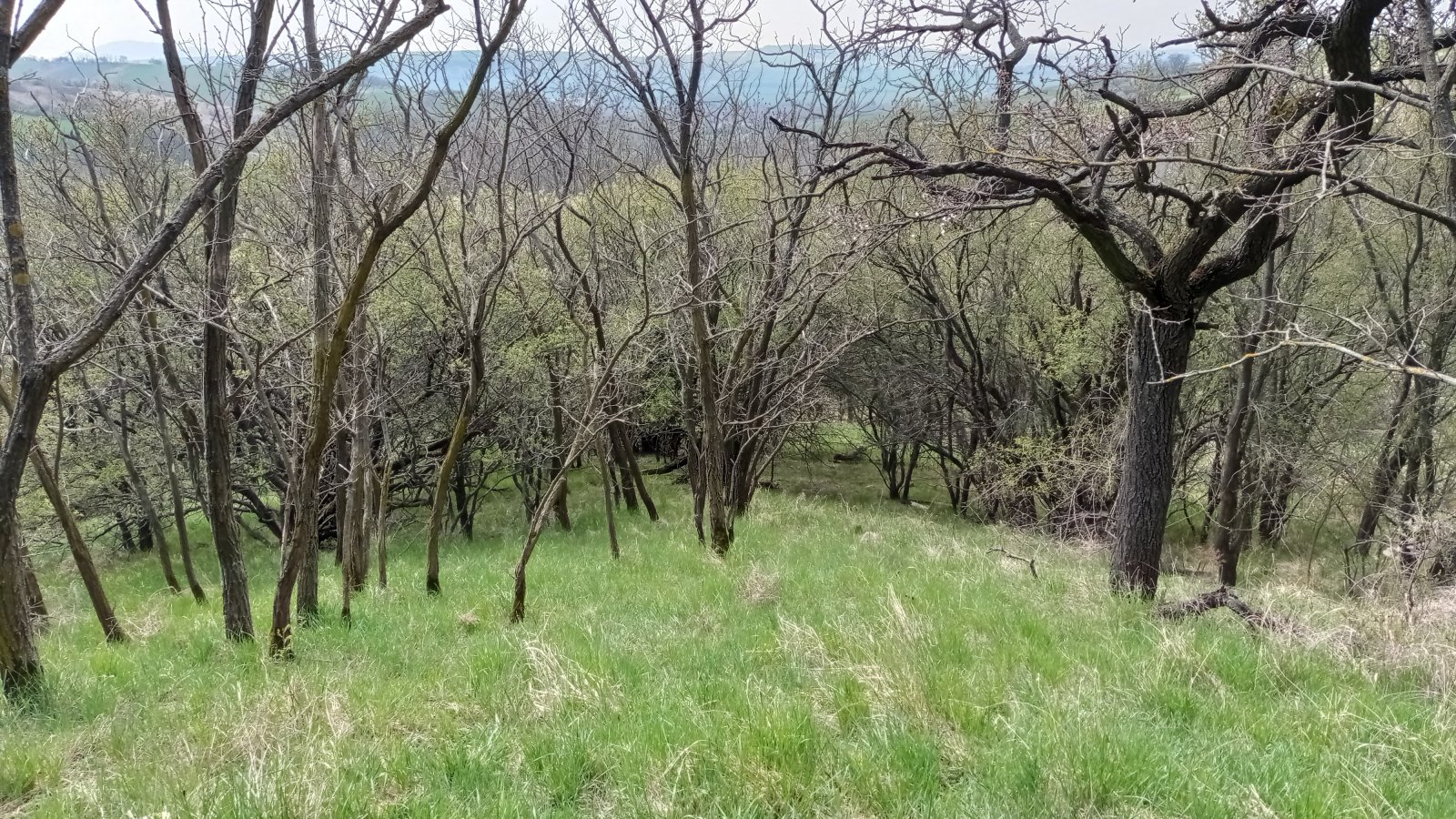 Prodej vinic v atraktivních lokalitách v obci Velké Němčice - Obrázek 9