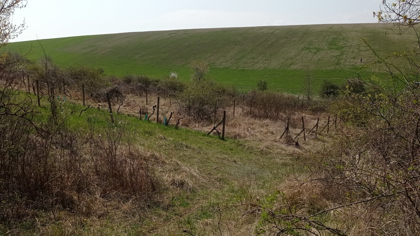 Prodej vinic v atraktivních lokalitách v obci Velké Němčice - Obrázek 2