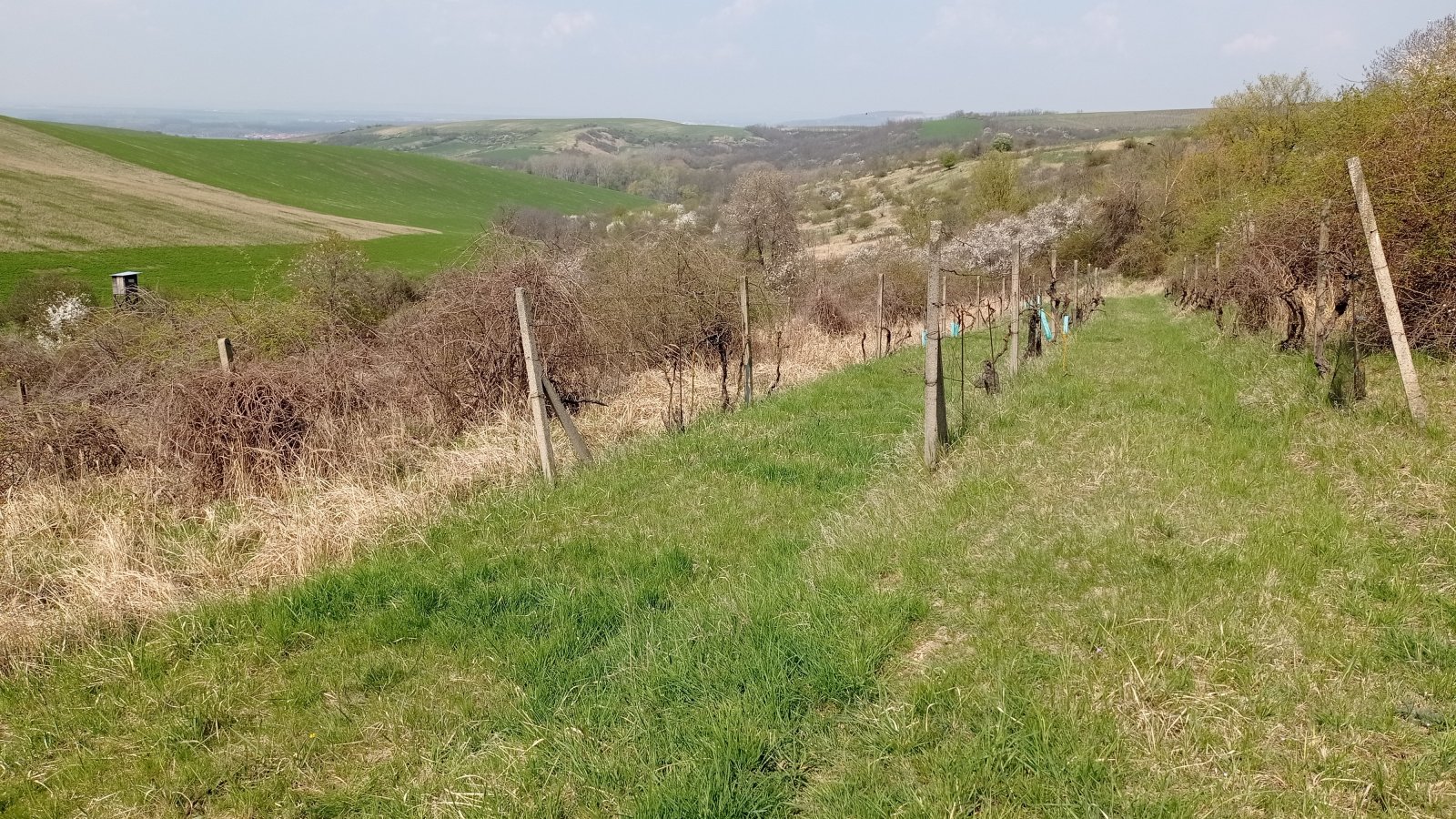 Prodej vinic v atraktivních lokalitách v obci Velké Němčice