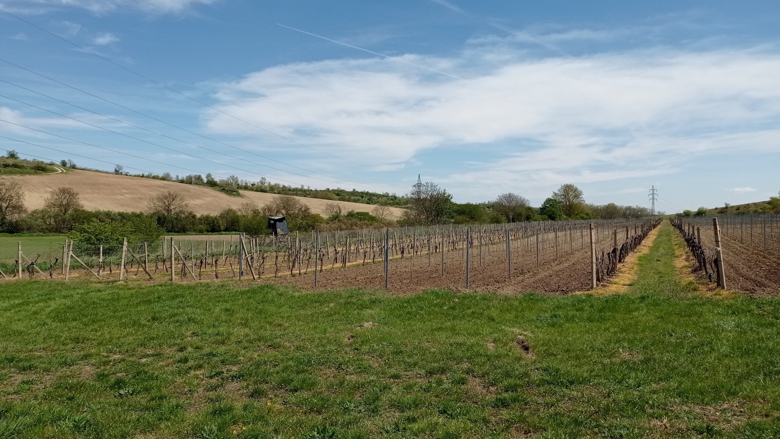 Prodej vinic v atraktivních lokalitách obce Sedlec u Mikulova - Obrázek 9