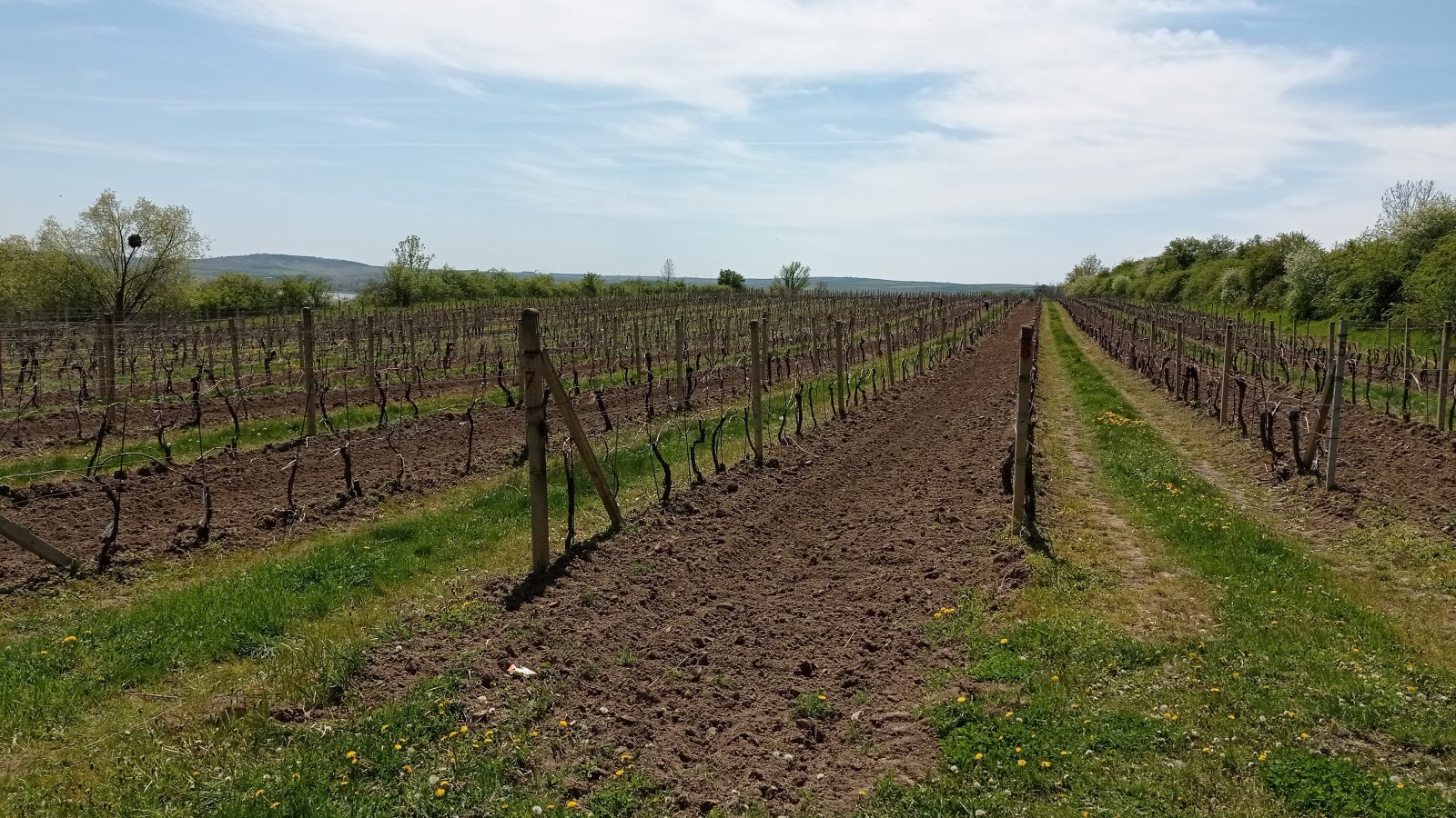 Prodej vinic v atraktivních lokalitách obce Sedlec u Mikulova - Obrázek 5