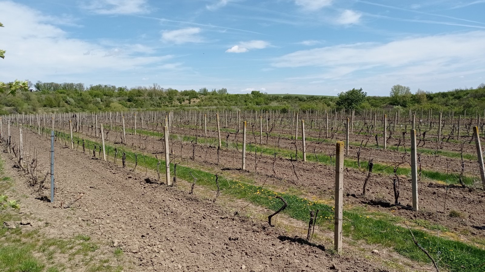 Prodej vinic v atraktivních lokalitách obce Sedlec u Mikulova - Obrázek 2