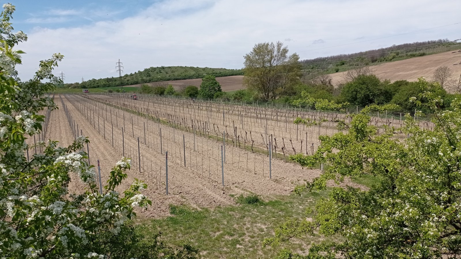 Prodej vinic v atraktivních lokalitách obce Sedlec u Mikulova - Obrázek 7