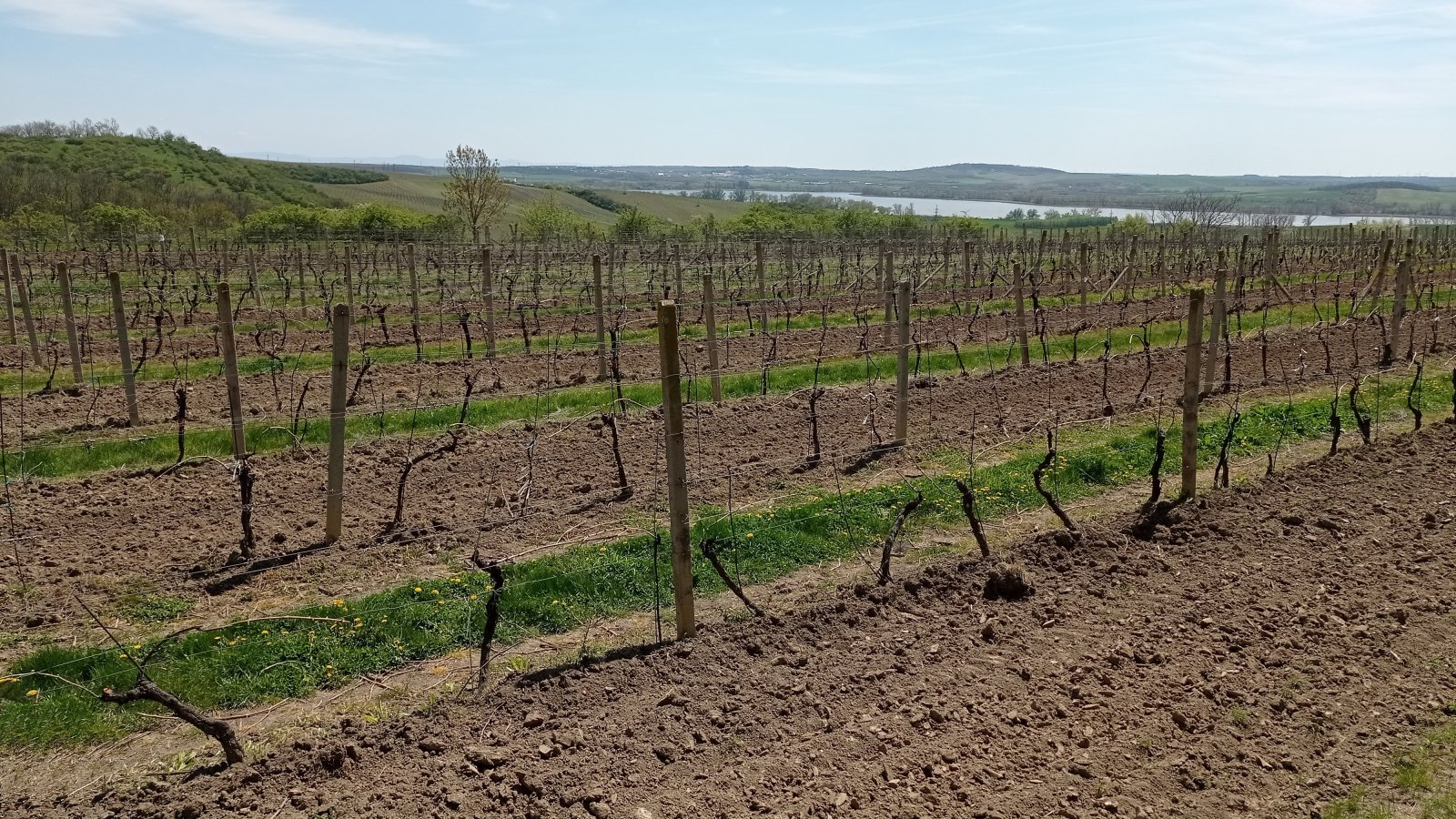 Prodej vinic v atraktivních lokalitách obce Sedlec u Mikulova - Obrázek 4