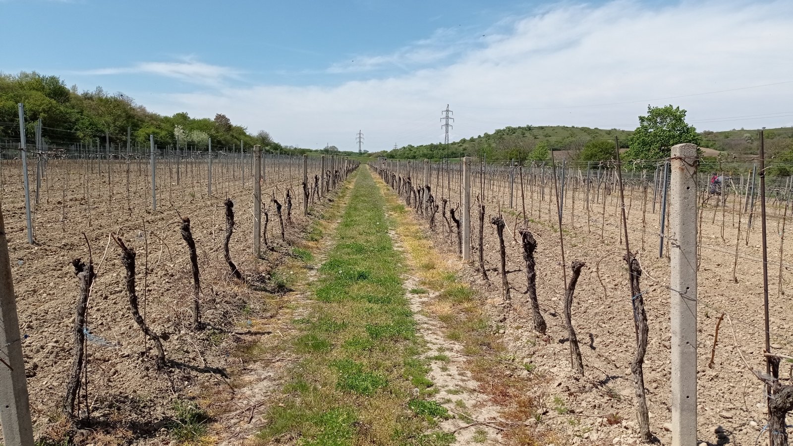 Prodej vinic v atraktivních lokalitách obce Sedlec u Mikulova - Obrázek 8