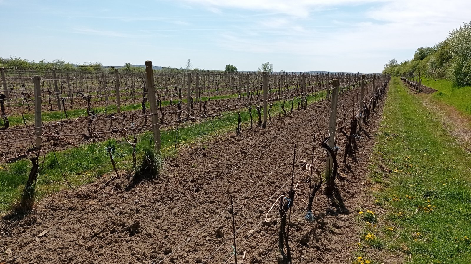 Prodej vinic v atraktivních lokalitách obce Sedlec u Mikulova - Obrázek 3