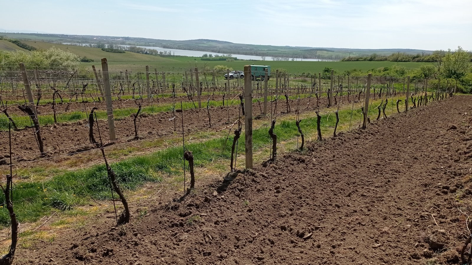 Prodej vinic v atraktivních lokalitách obce Sedlec u Mikulova