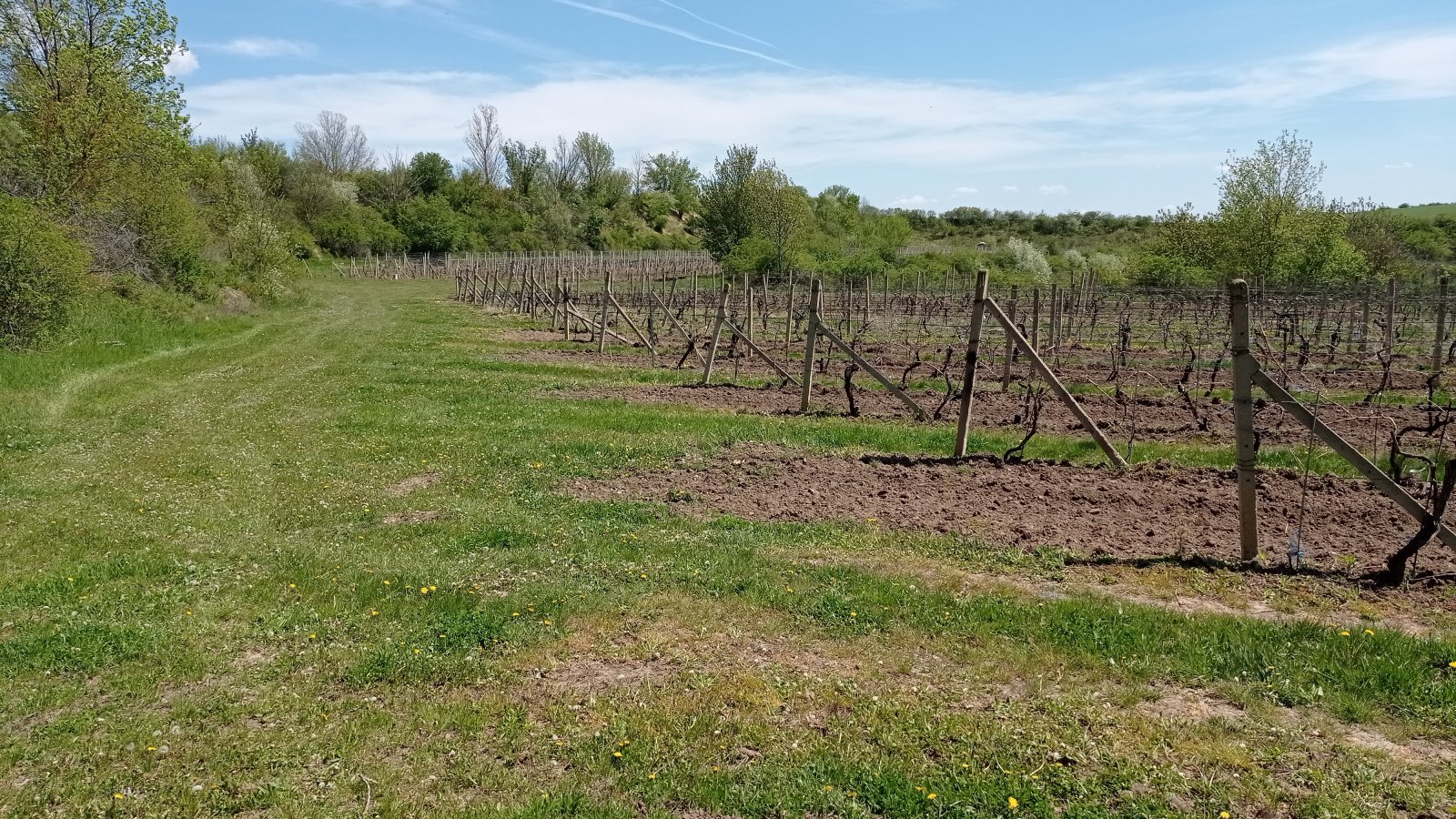 Prodej vinic v atraktivních lokalitách obce Sedlec u Mikulova - Obrázek 6