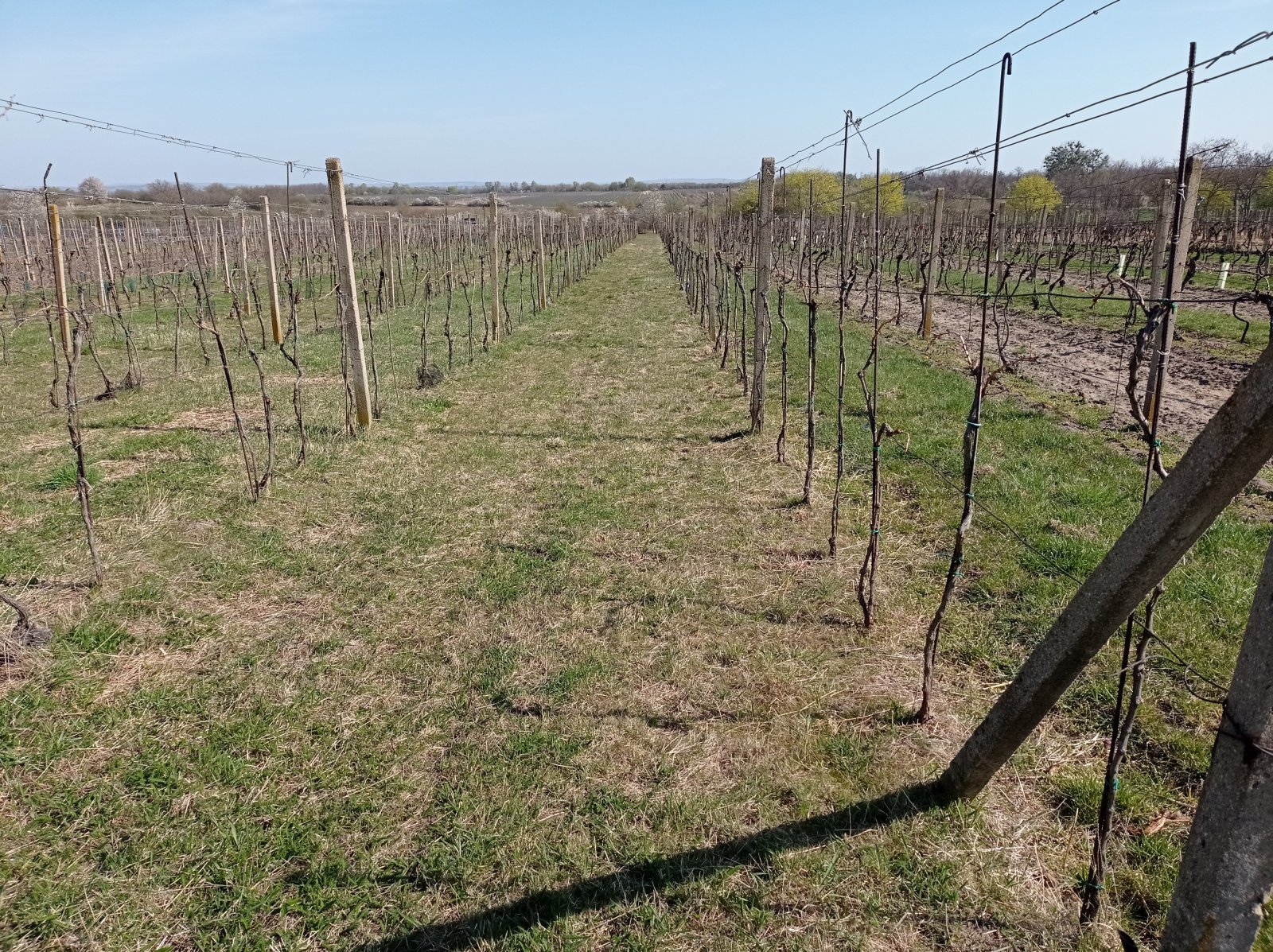 Prodej vinice v plné plodnosti ve Valticích - Obrázek 2