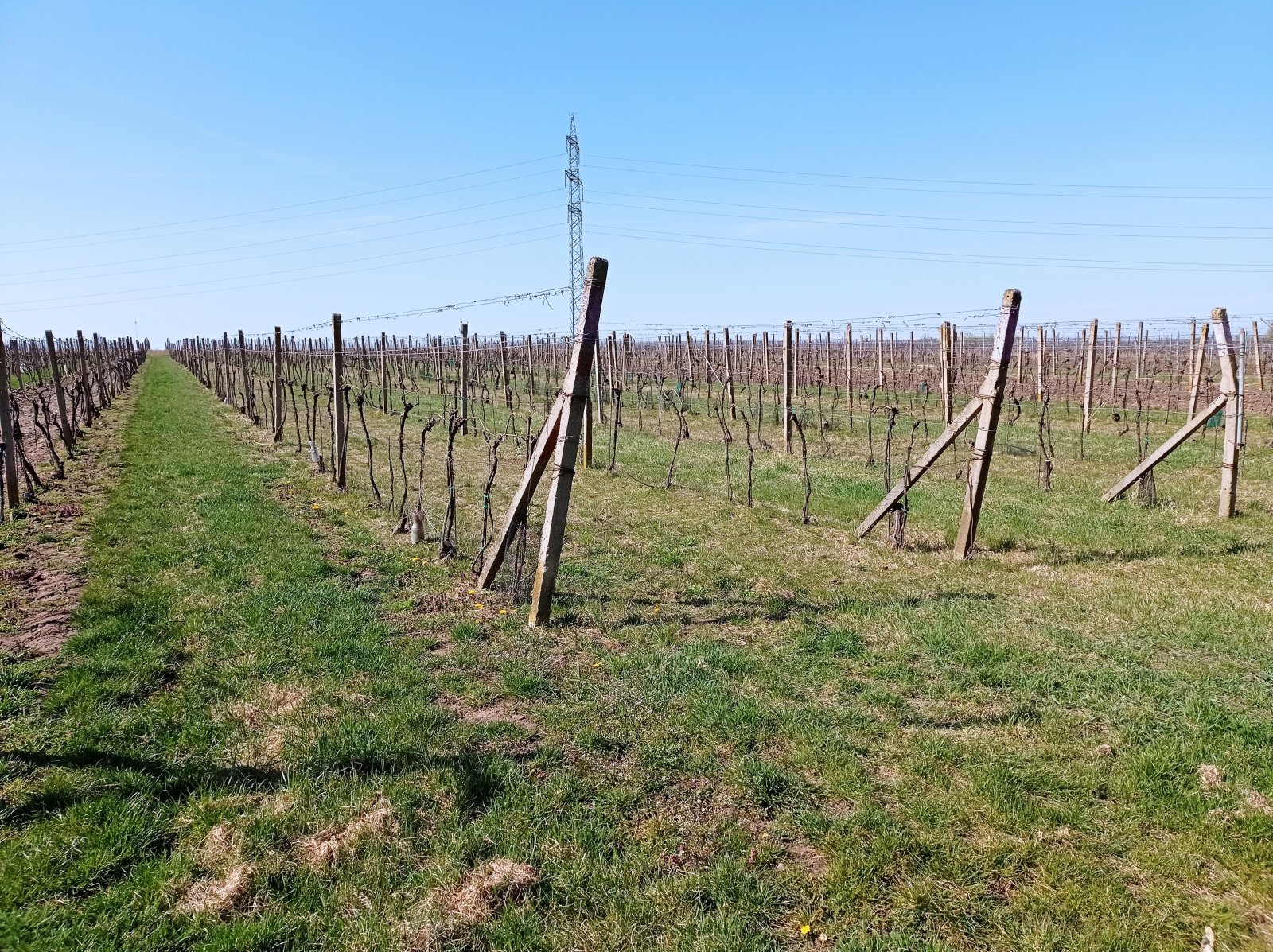 Prodej vinice v plné plodnosti ve Valticích - Obrázek 3