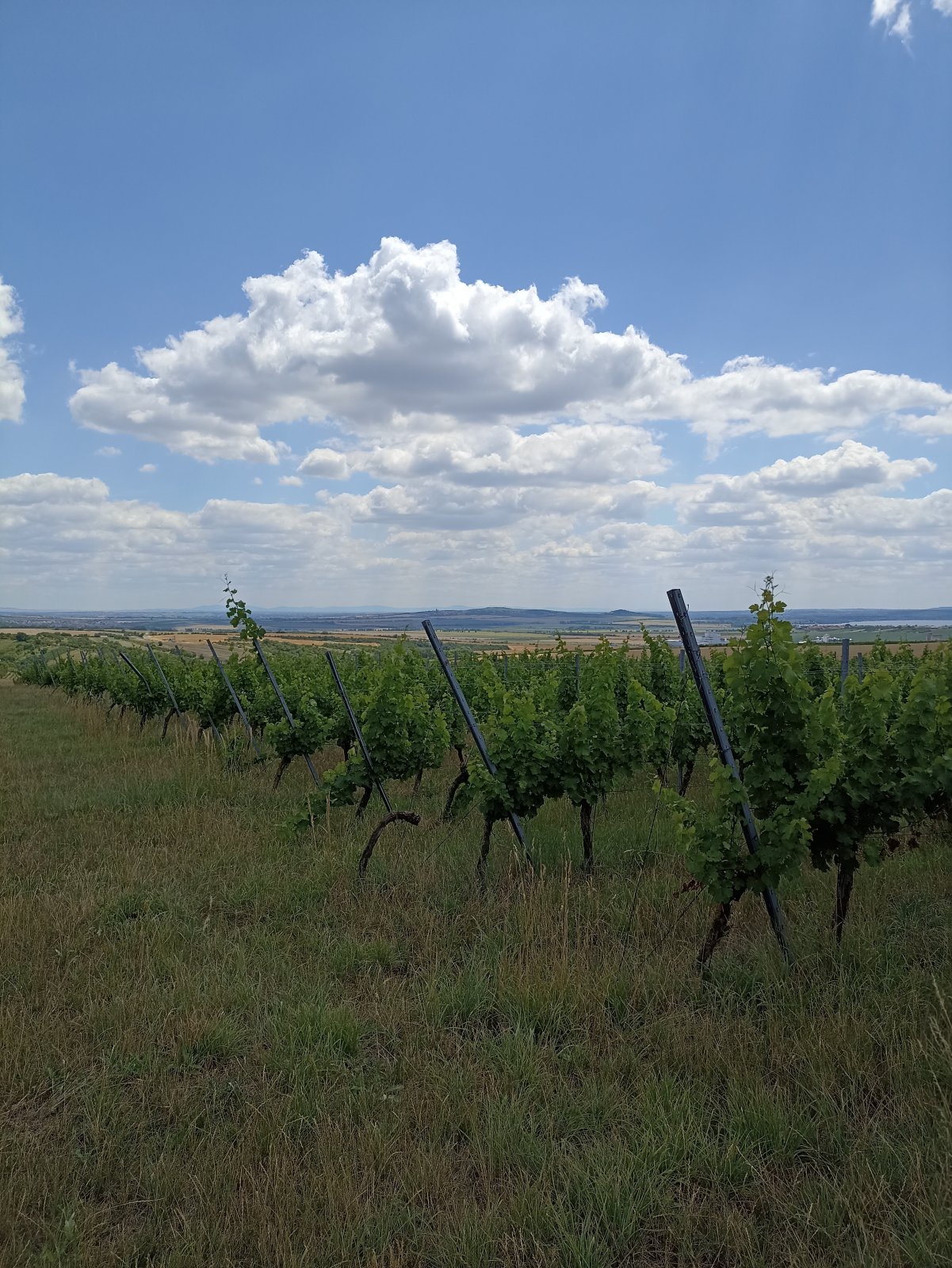 Jedinečná vinice ve vyhlášené lokalitě v obci Starovice - Obrázek 5