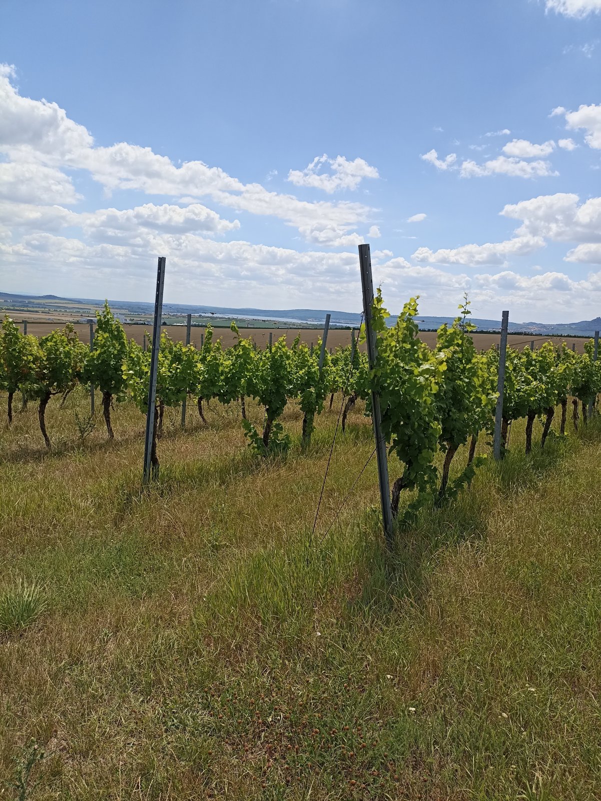 Jedinečná vinice ve vyhlášené lokalitě v obci Starovice - Obrázek 6