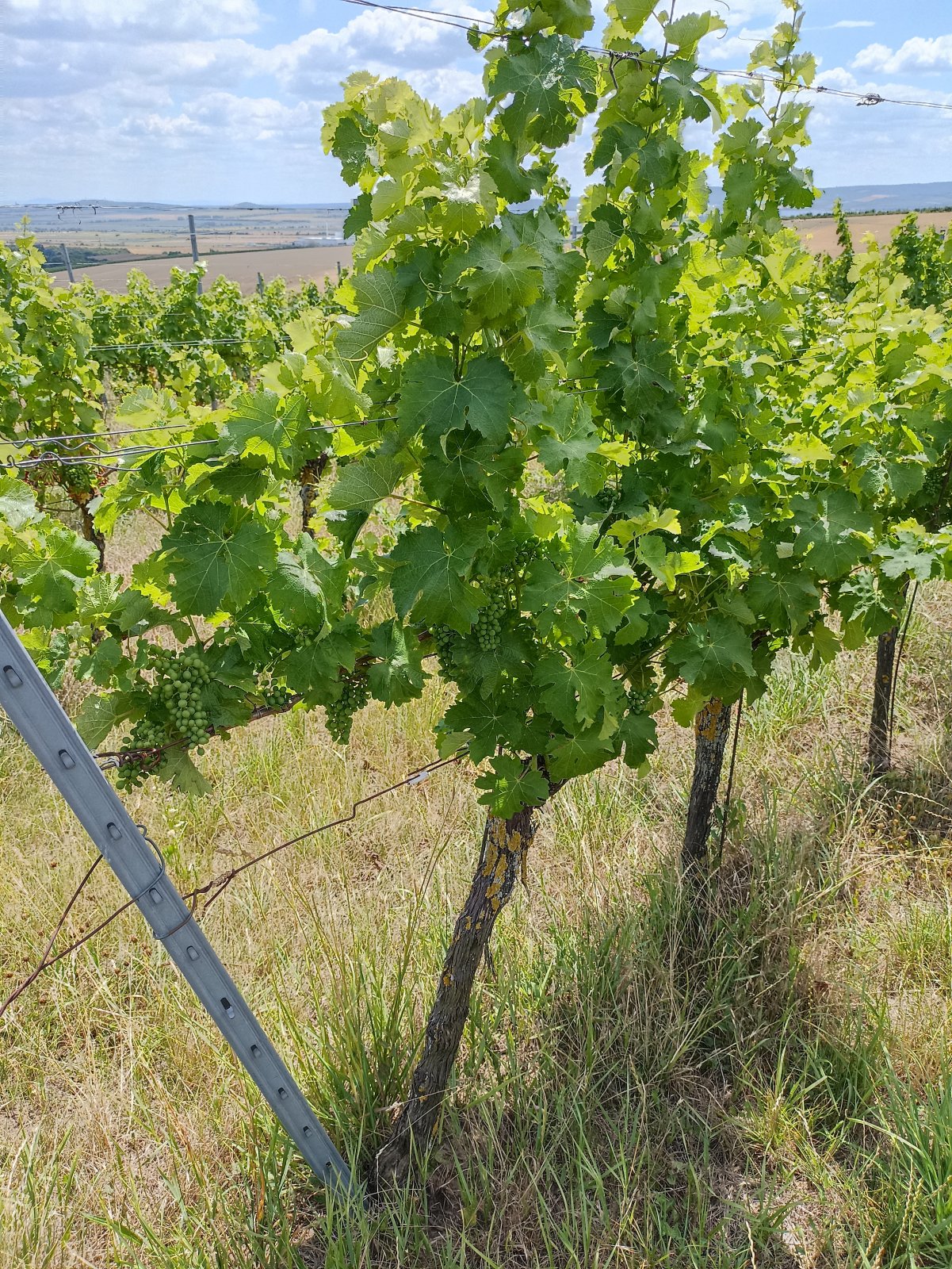 Jedinečná vinice ve vyhlášené lokalitě v obci Starovice - Obrázek 8