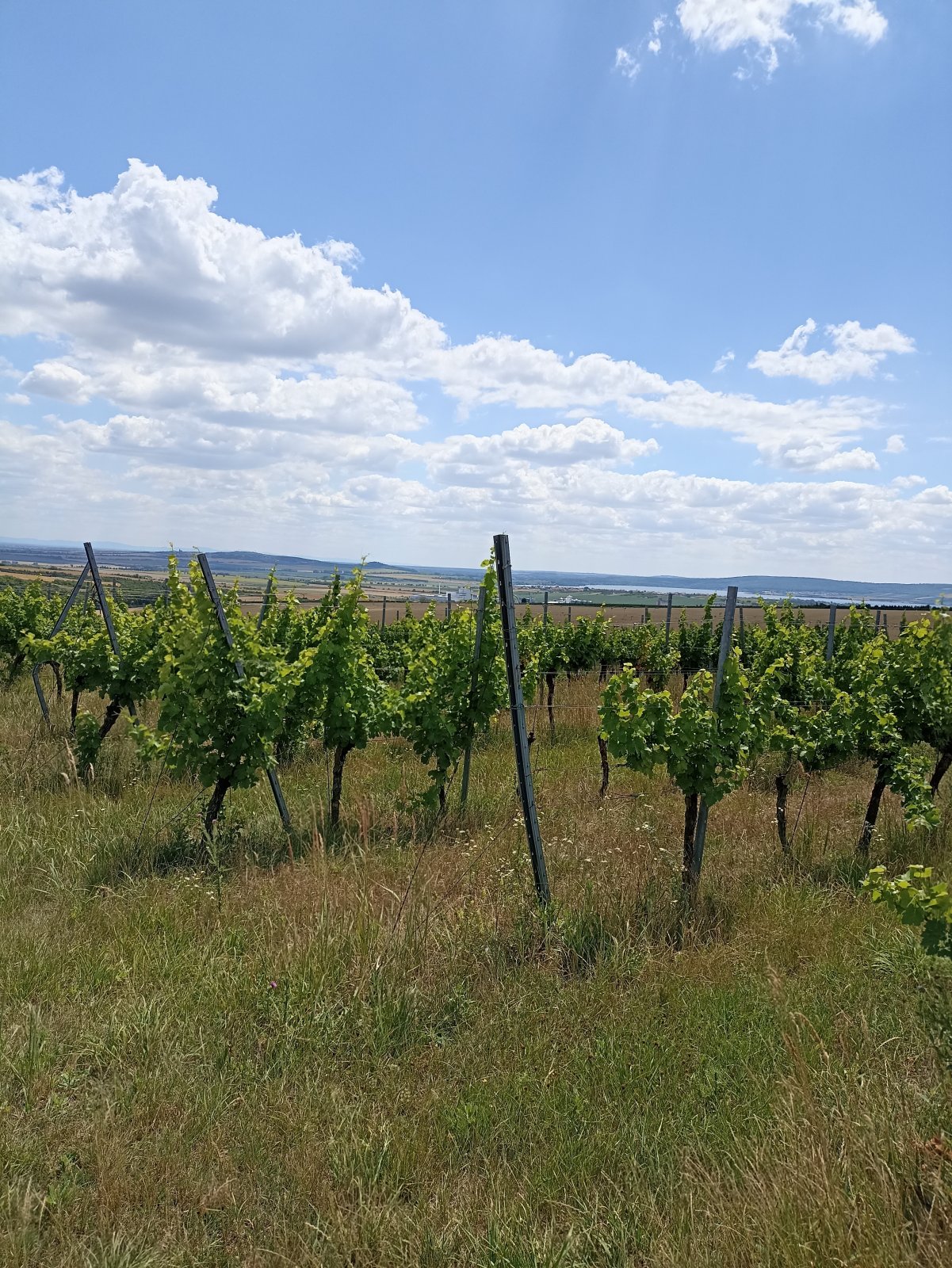Jedinečná vinice ve vyhlášené lokalitě v obci Starovice - Obrázek 9