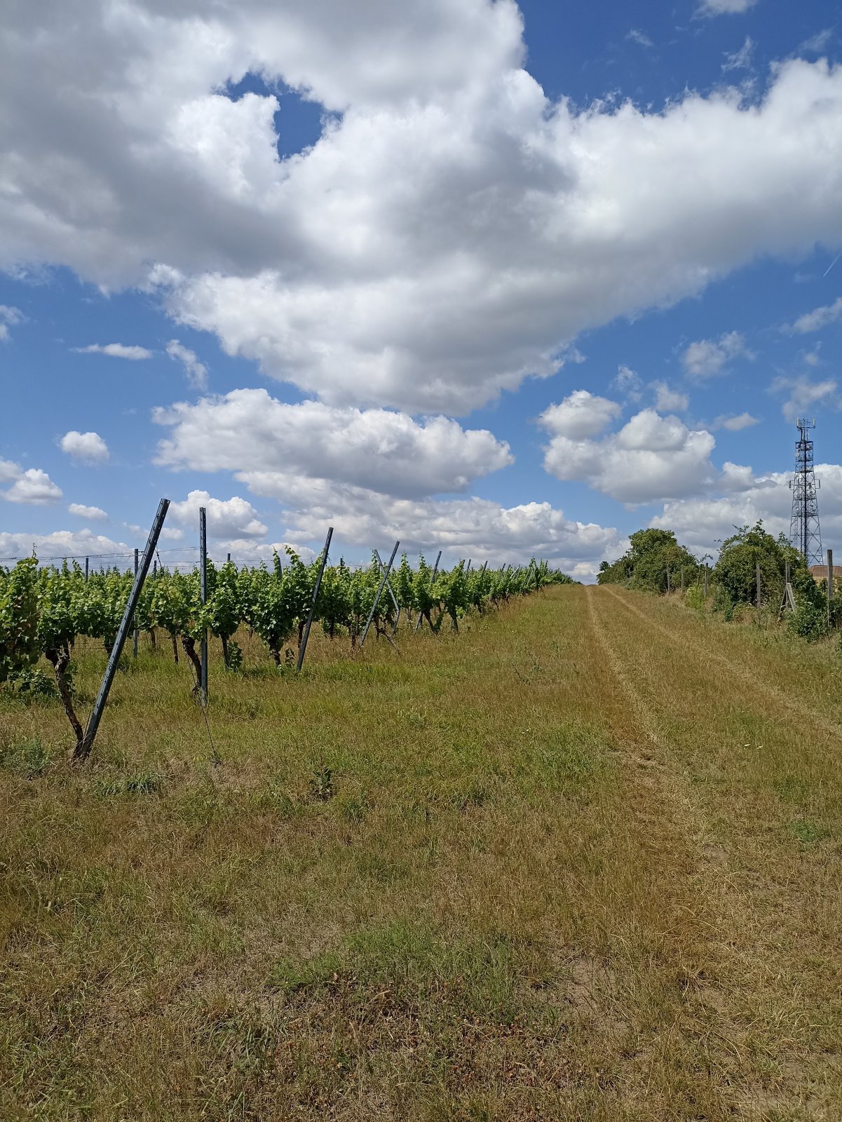 Jedinečná vinice ve vyhlášené lokalitě v obci Starovice - Obrázek 4