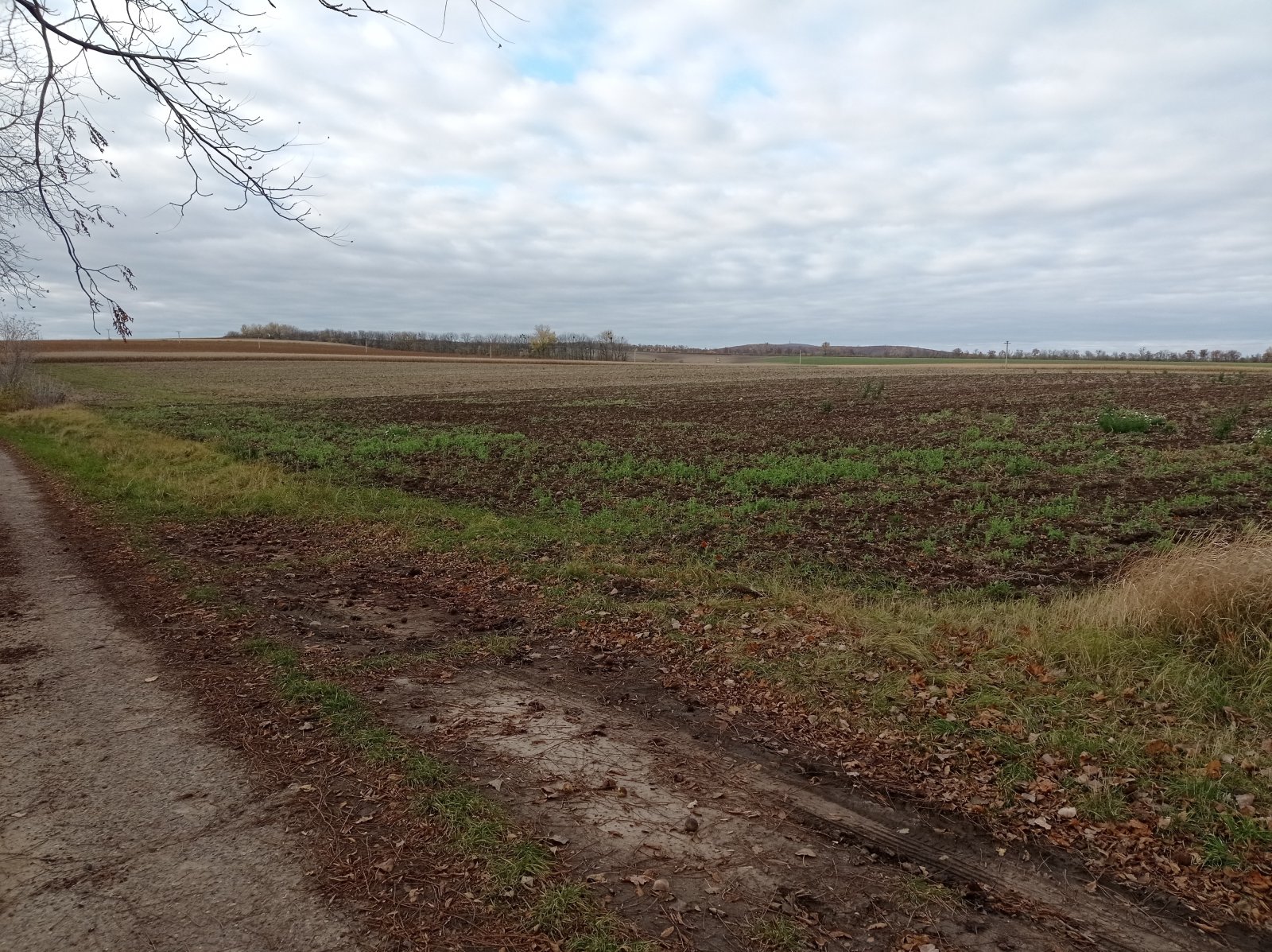 Prodej orné půdy ve viniční trati "Nad Nesytem" v Sedleci