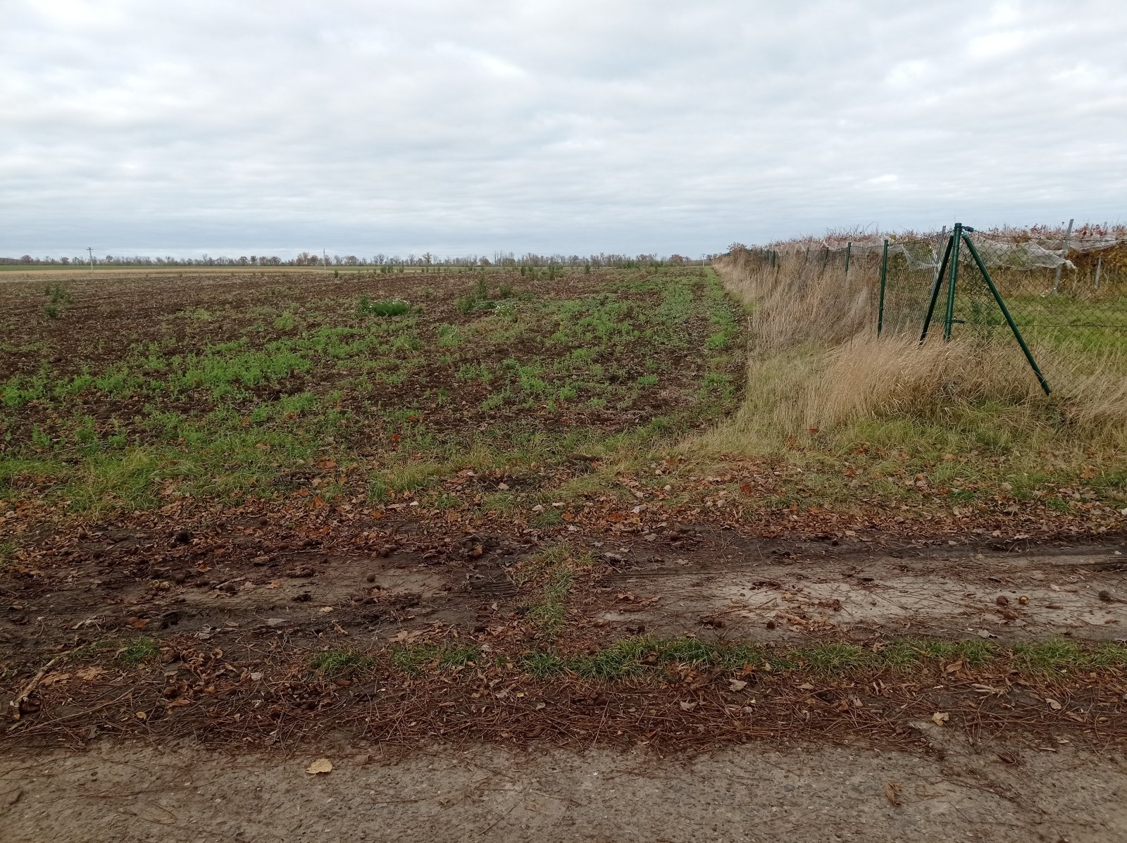 Prodej orné půdy ve viniční trati "Nad Nesytem" v Sedleci - Obrázek 2