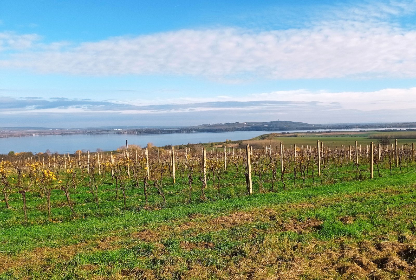 Vinice v Pavlově - v okouzlující krajině pod Pálavou. - Obrázek 2