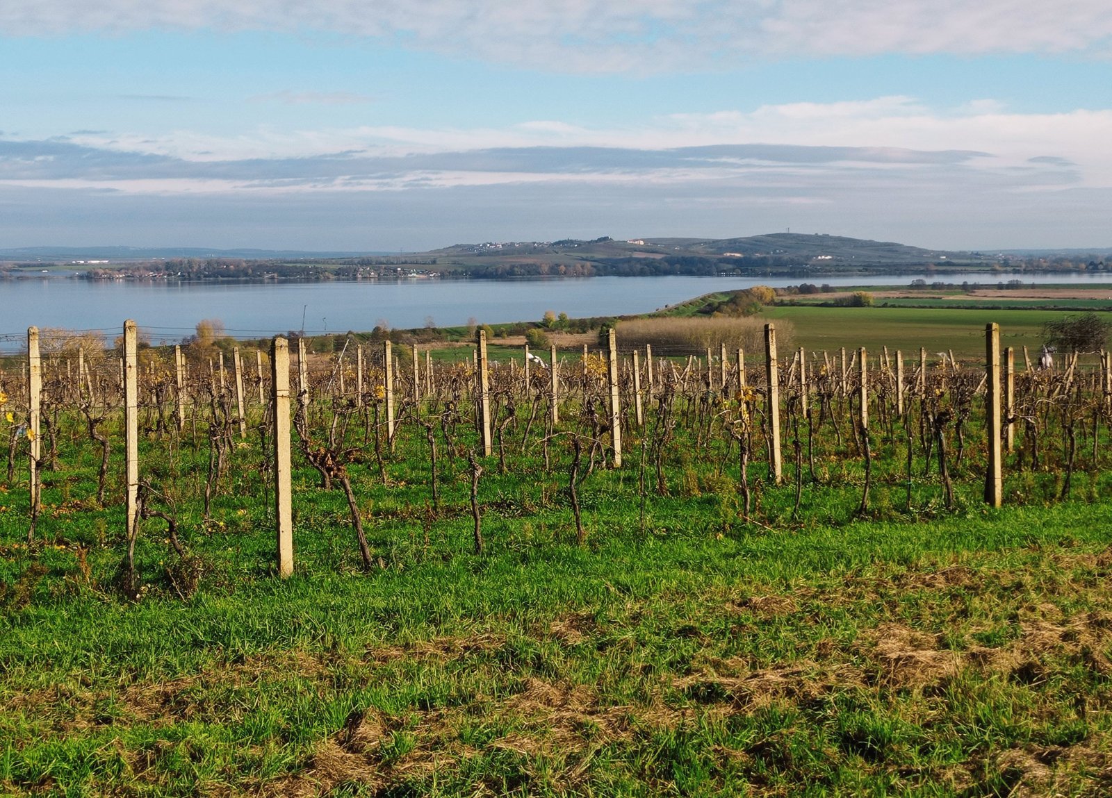 Vinice v Pavlově - v okouzlující krajině pod Pálavou. - Obrázek 5