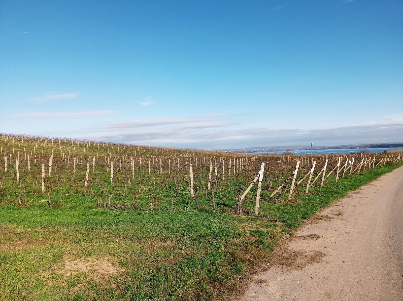 Vinice v Pavlově - v okouzlující krajině pod Pálavou. - Obrázek 4