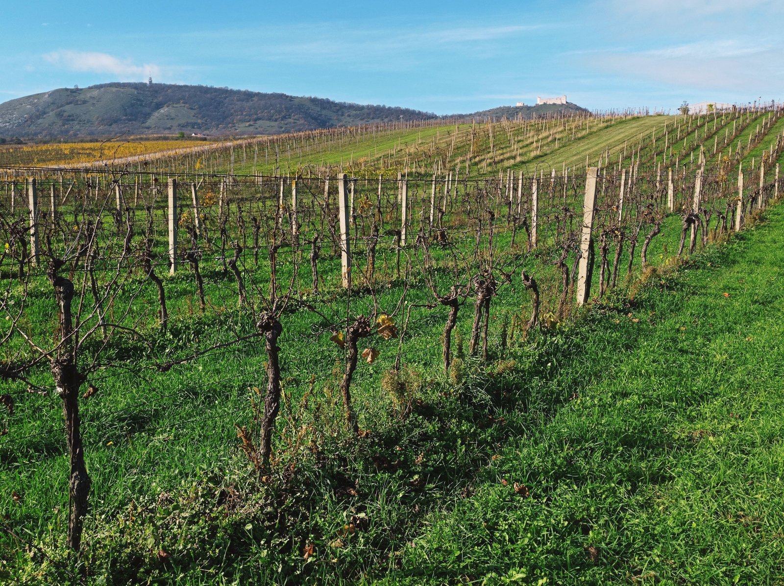 Vinice v Pavlově - v okouzlující krajině pod Pálavou. - Obrázek 6