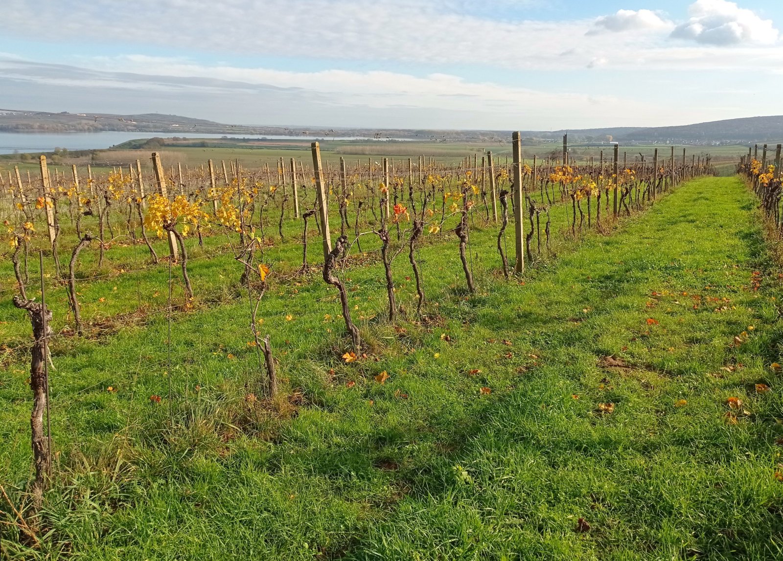 Vinice v Pavlově - v okouzlující krajině pod Pálavou. - Obrázek 7
