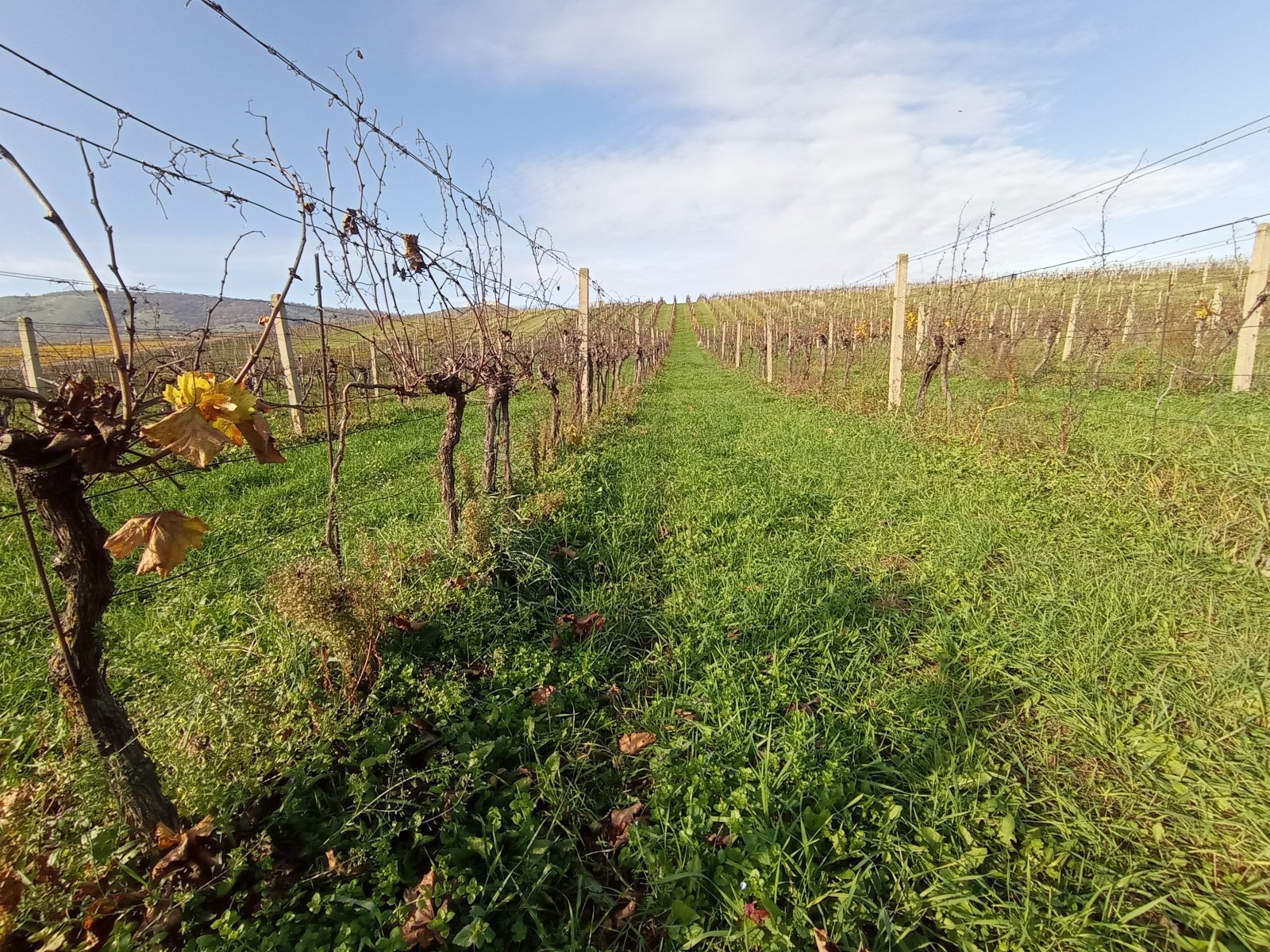 Vinice v Pavlově - v okouzlující krajině pod Pálavou. - Obrázek 3