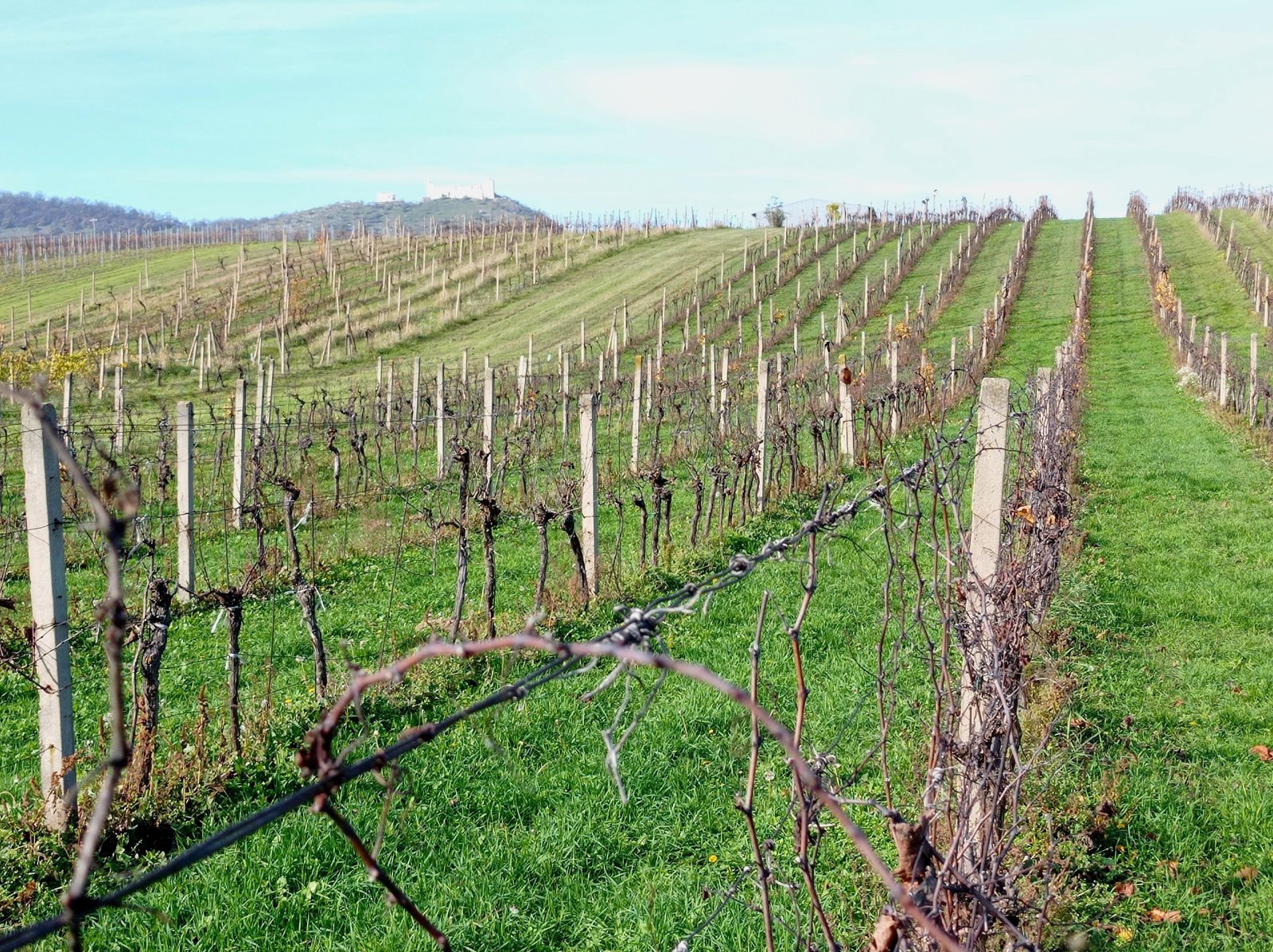 Vinice v Pavlově - v okouzlující krajině pod Pálavou. - Obrázek 8