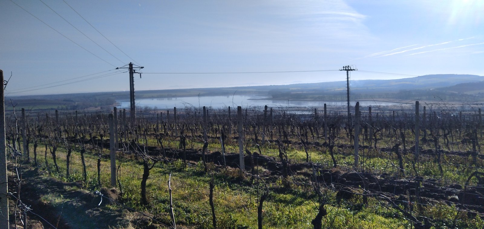 Pronájem plně plodící vinice v obci Sedlec - Obrázek 3