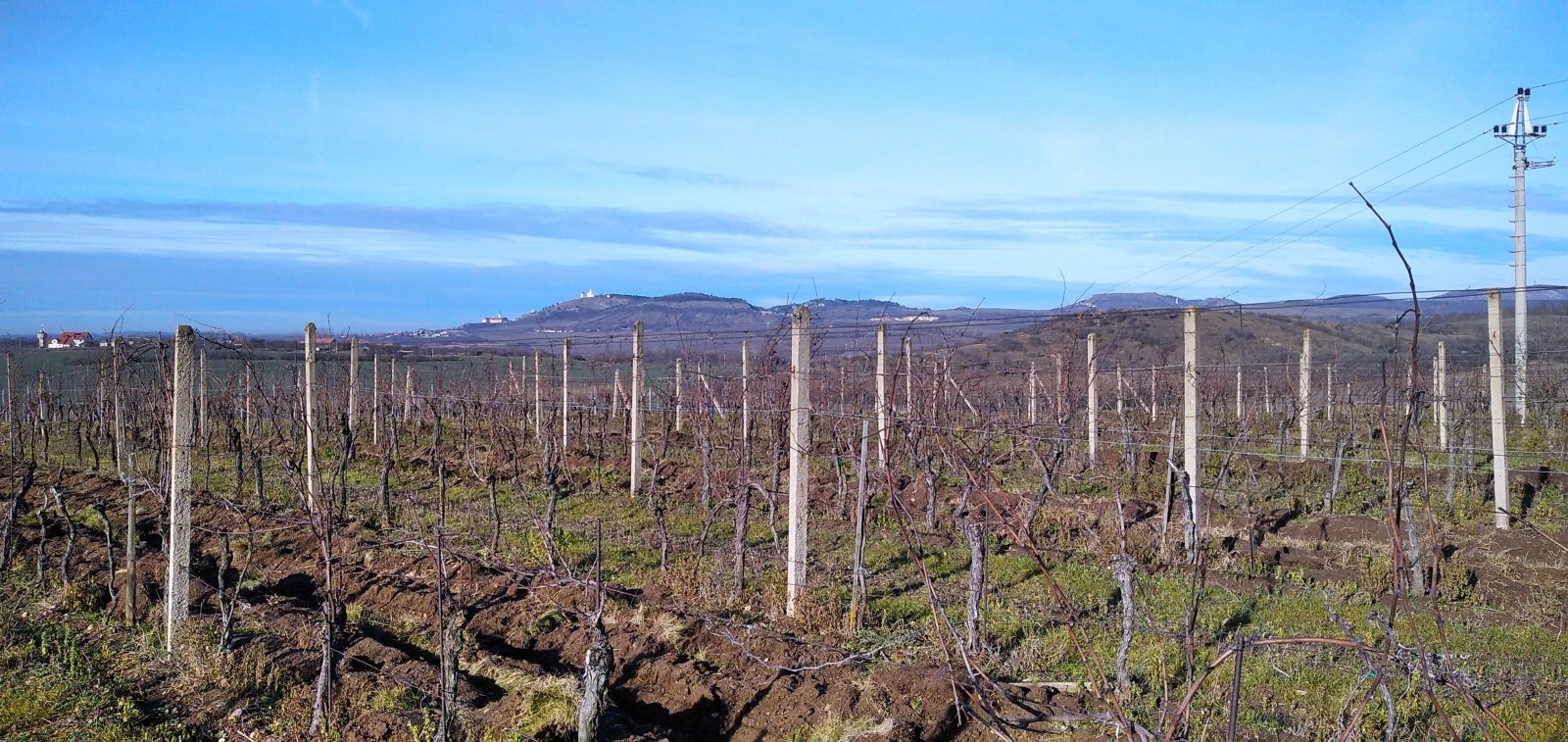 Pronájem plně plodící vinice v obci Sedlec