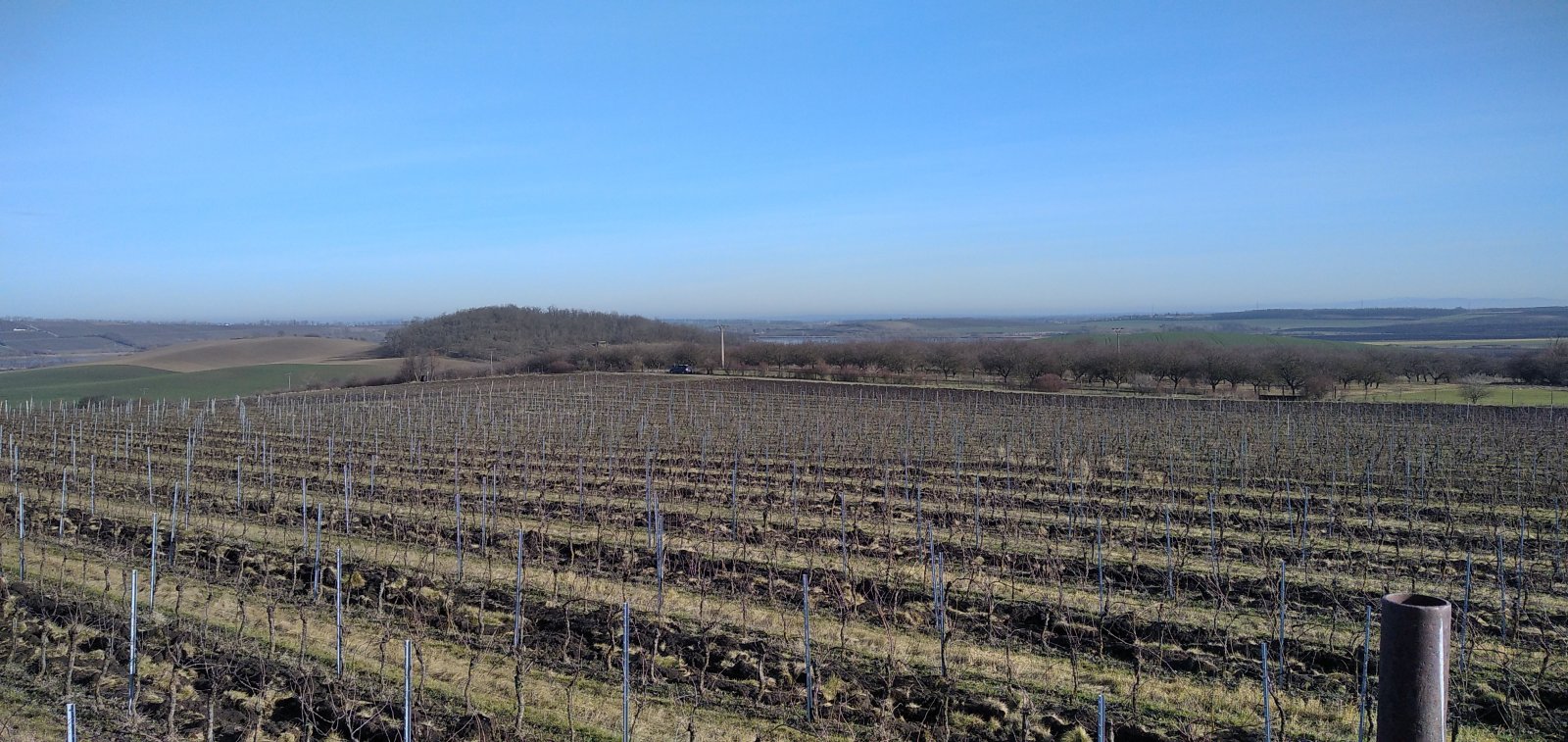 Pronájem pečlivě udržované vinice v Úvalech u Valtic - Obrázek 3