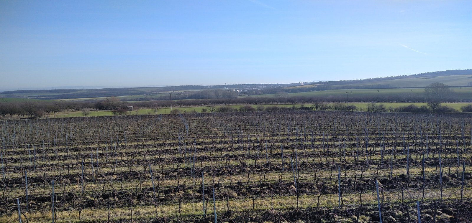 Pronájem pečlivě udržované vinice v Úvalech u Valtic - Obrázek 4