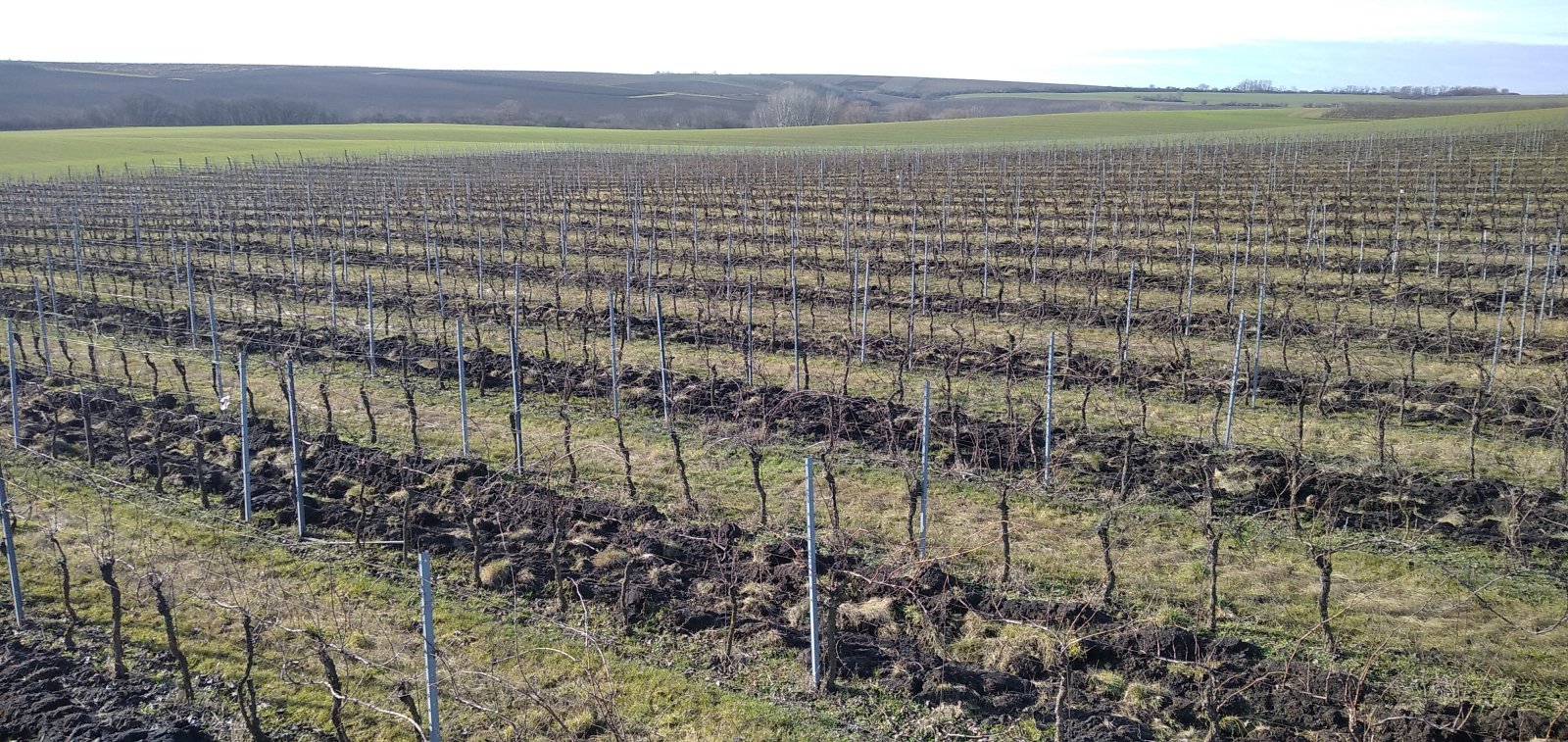 Pronájem pečlivě udržované vinice v Úvalech u Valtic - Obrázek 5