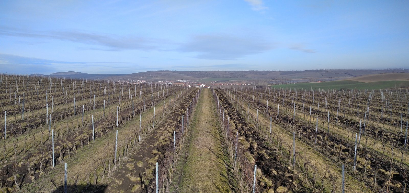 Pronájem pečlivě udržované vinice v Úvalech u Valtic - Obrázek 6