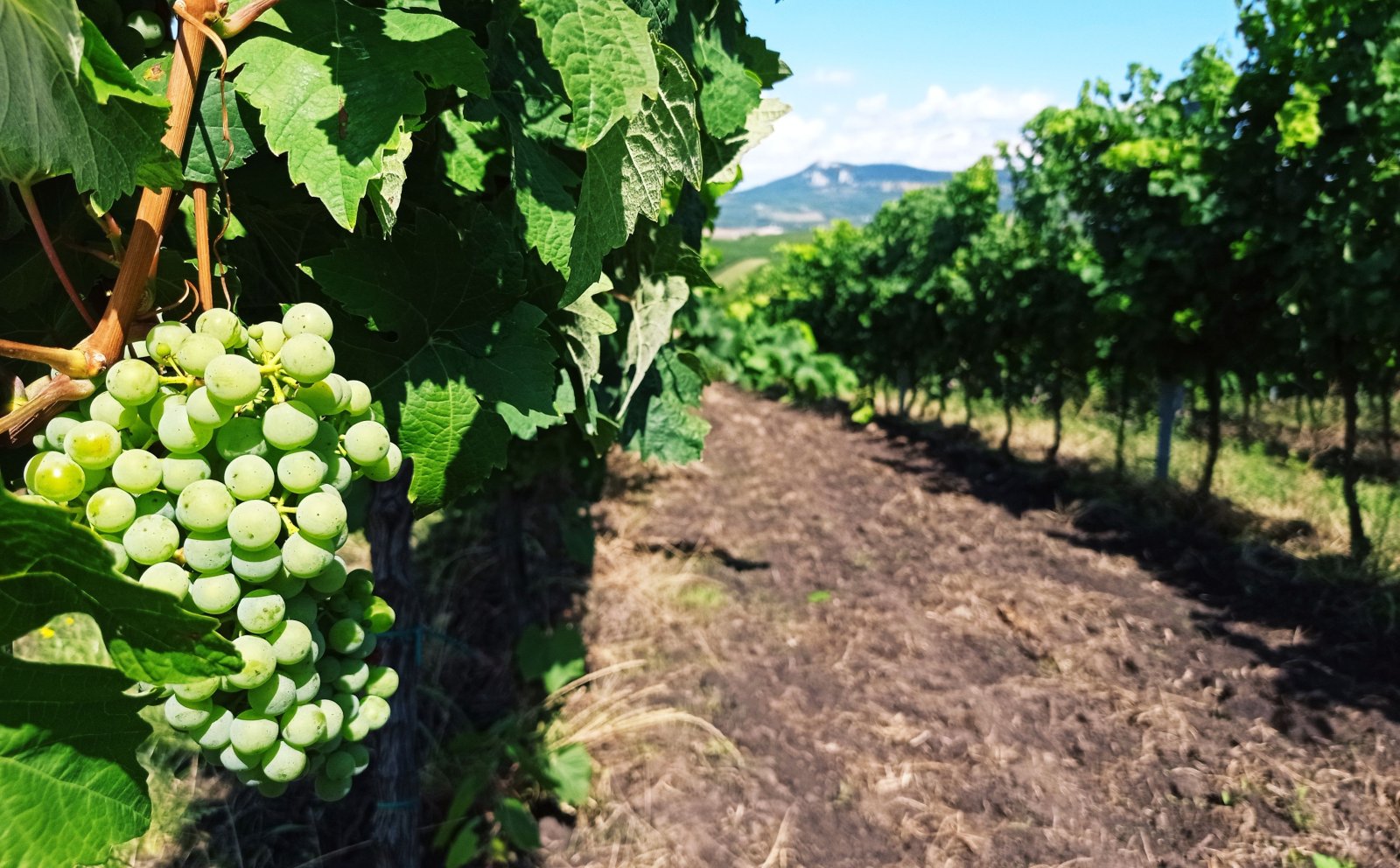 Soubor vinic v atraktivních lokalitách, kde vznikají nejlepší vína na Jižní Moravě. - Obrázek 6
