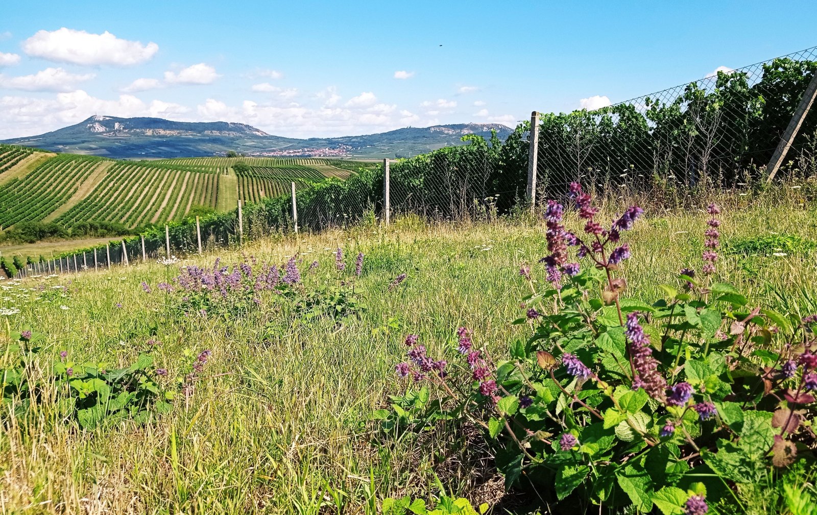 Soubor vinic v atraktivních lokalitách, kde vznikají nejlepší vína na Jižní Moravě. - Obrázek 5
