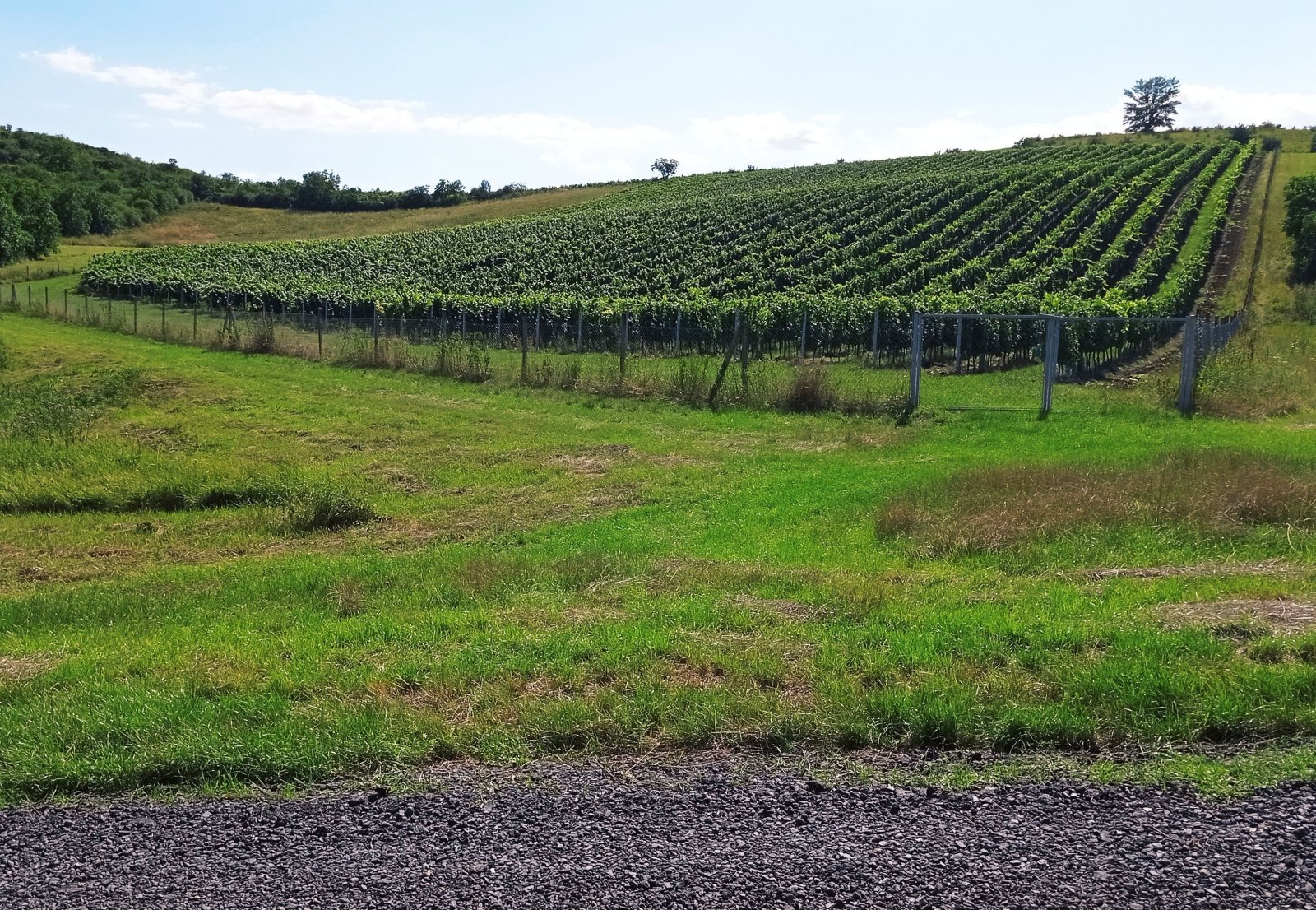 Soubor vinic v atraktivních lokalitách, kde vznikají nejlepší vína na Jižní Moravě. - Obrázek 8
