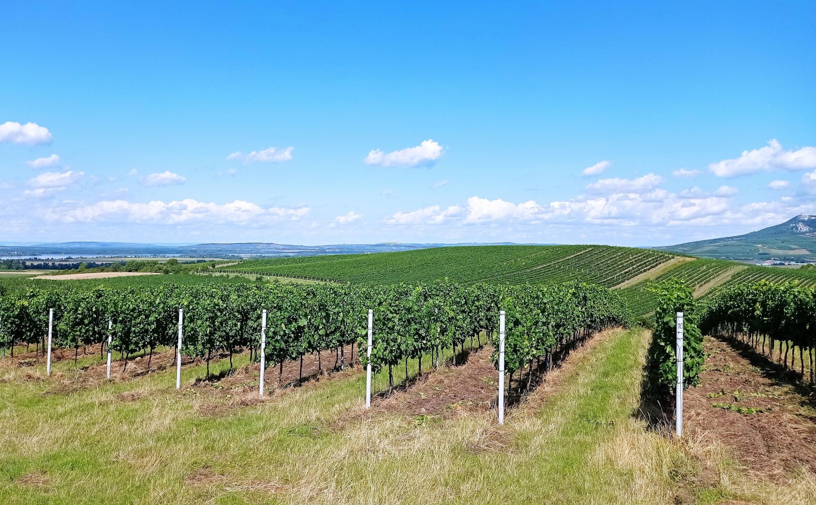 Soubor vinic v atraktivních lokalitách, kde vznikají nejlepší vína na Jižní Moravě. - Obrázek 9
