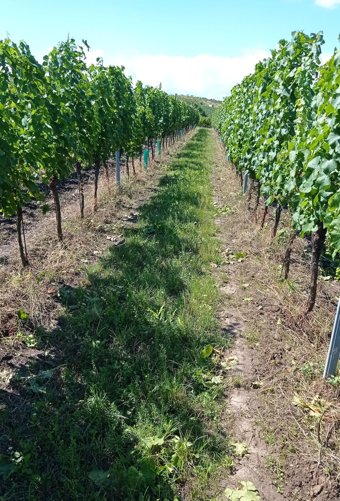 Soubor vinic v atraktivních lokalitách, kde vznikají nejlepší vína na Jižní Moravě. - Obrázek 10