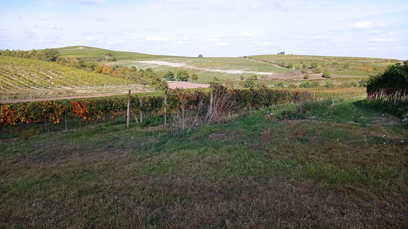Pozemek určený k výsadbě vinice v Dolních Dunajovicích - Obrázek 5