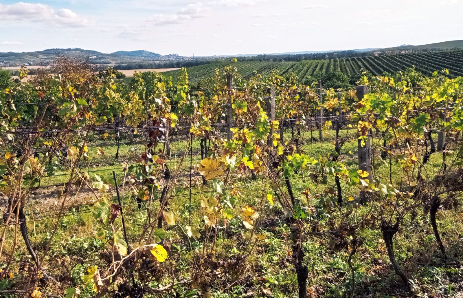 Nabídka slunné vinice v Dolních Dunajovicích - Obrázek 5