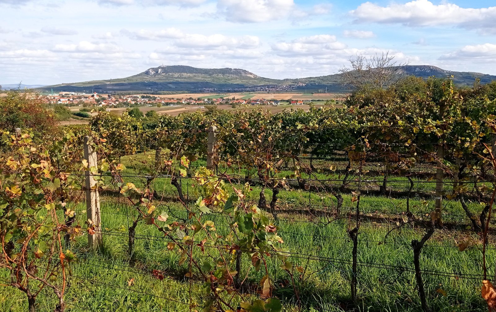 Nabídka slunné vinice v Dolních Dunajovicích - Obrázek 3