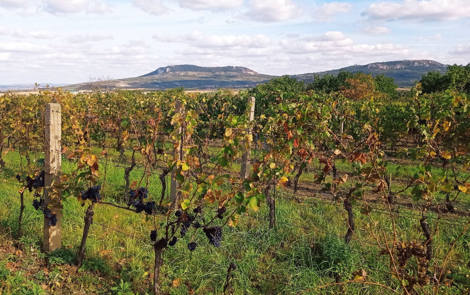 Nabídka slunné vinice v Dolních Dunajovicích - Obrázek 6