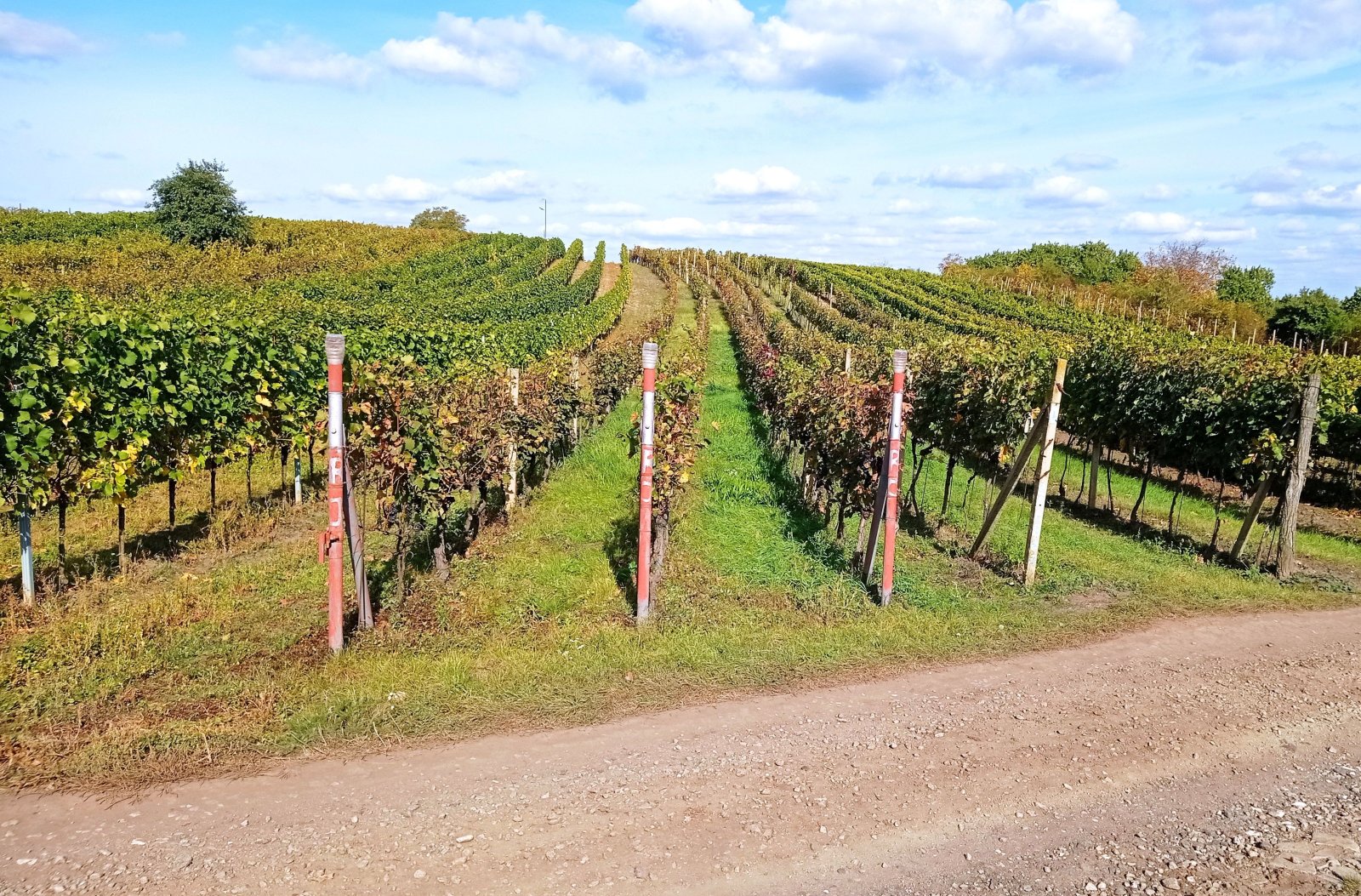 Nabídka slunné vinice v Dolních Dunajovicích - Obrázek 2