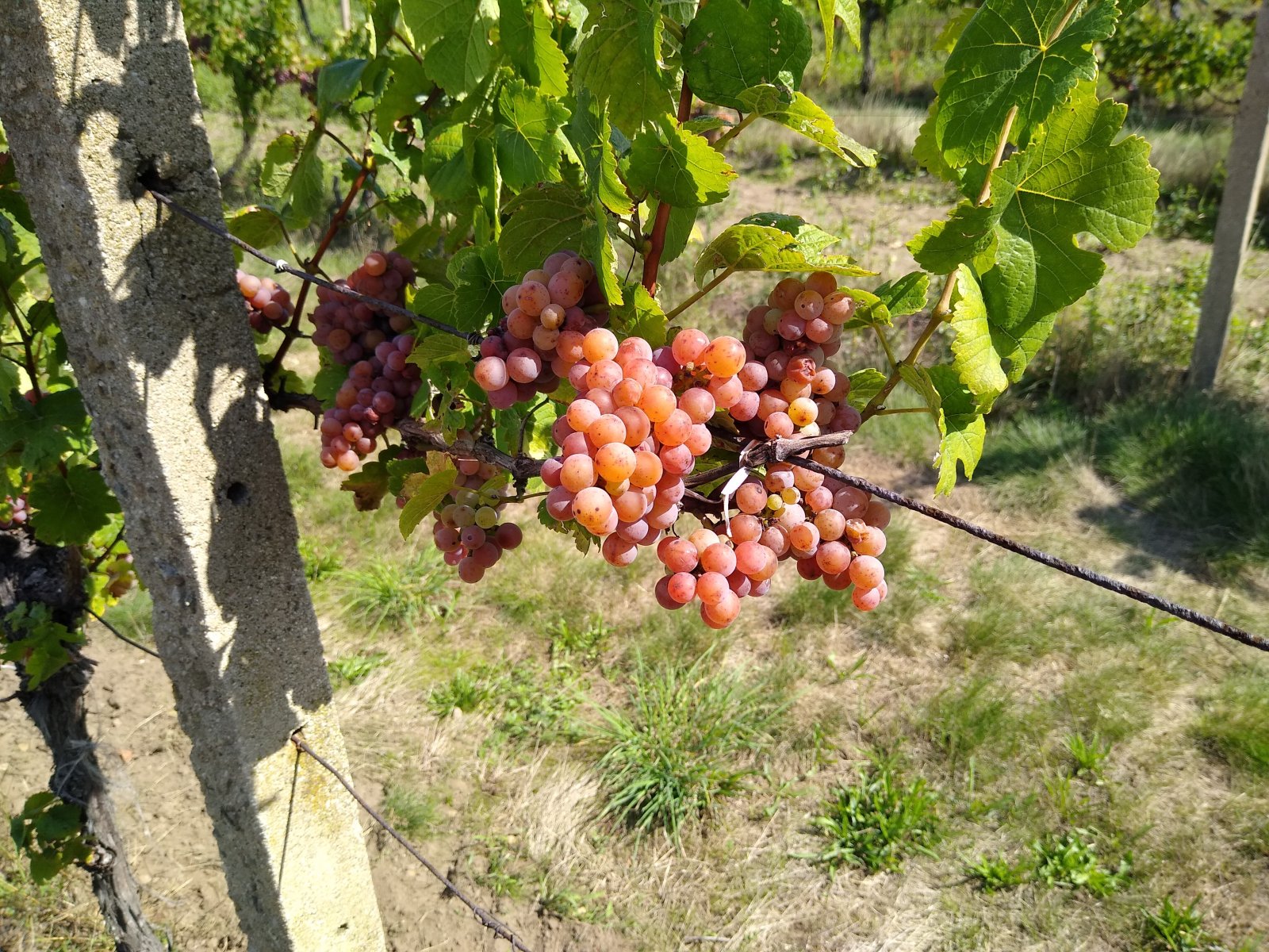 Prodej vinice ve viniční trati "Hájky" v jednom z nejznámějších vinařských měst: Valticích. - Obrázek 3